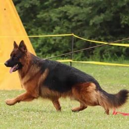 German Shepherd All Grown Up from Sisco Haus German Shepherds