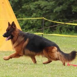 German Shepherd All Grown Up from Sisco Haus German Shepherds