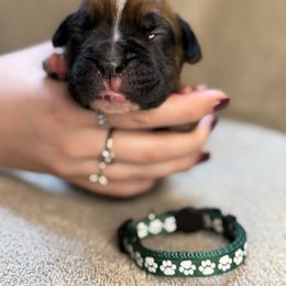 Dark Green - Fawn Boxer puppy in Mooresboro, North Carolina from Echo Hollow Boxers