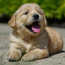 Blossom - Golden female Golden Retriever puppy in Saint Joe, Indiana from Golden Acres Farm