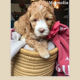 Magnolia - Apricot female Goldendoodle puppy in Richmond, Virginia from Highland Grove Doodles, LLC