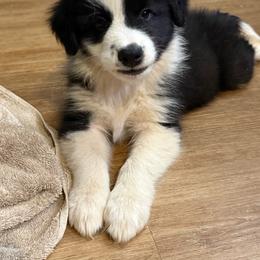 Neteyam - Black male Border Collie puppy in Haiku Pauwela, Hawaii from Blue Ginger Border Collies