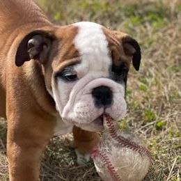 Bulldogs from Millwood Bulldogs