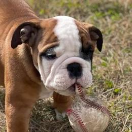 Bulldogs from Millwood Bulldogs
