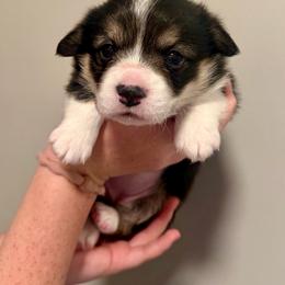 Boo - Black and tan female Pembroke Welsh Corgi puppy in Asheboro, North Carolina from Taylor's Creek Corgis