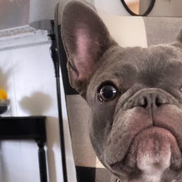 French Bulldogs from Ohanas Frenchies