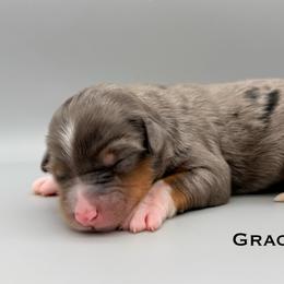 Grace - female Australian Mountain Doodle puppy in Chattanooga, Tennessee from River City Doodles TN