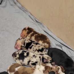 Miniature Australian Shepherd Puppies from Hiawassee Aussies