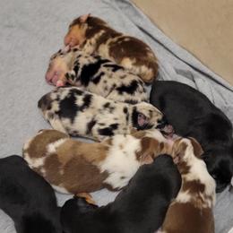 Miniature Australian Shepherd Puppies from Hiawassee Aussies