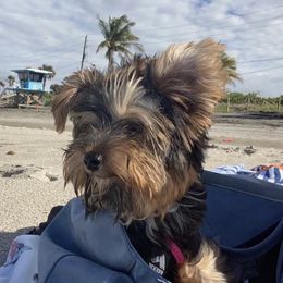 French Bulldog and Yorkshire Terrier Puppies from Casa De Silva LLC