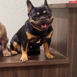 Pippi - Black and tan female French Bulldog puppy in Colorado Springs, Colorado from Sun Mountain Frenchies