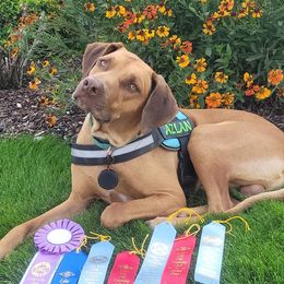 Azlan - Rhodesian Ridgeback