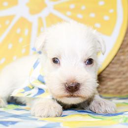 Liam - Liver male Miniature Schnauzer puppy in Antlers, Oklahoma from Rocking H