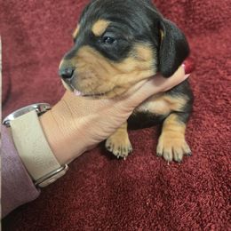 Cali - Black and tan female Dachshund puppy in Berry, Alabama from Whisper Gray