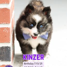 Kinzer - Black and white male Pomsky puppy in Humeston, Iowa from M.A.R. Dogs