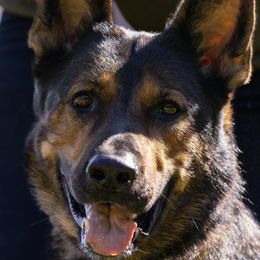 Piper - German Shepherd