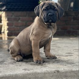 Girl 1 - Fawn Cane Corso puppy in California from Mastiff Mafia