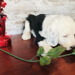 Pyredoodle and Sheepadoodle Puppies from Davis Family Doodles