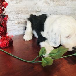 Pyredoodle and Sheepadoodle Puppies from Davis Family Doodles