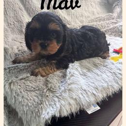 Cavapoo All Grown Up from Carolina Canines