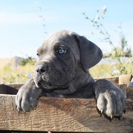 Girl 3 - Gray brindle female Cane Corso puppy in Emmett, Idaho from NorthWood’s Cane Corso