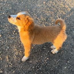 Tip - male Australian Mountain Doodle puppy in Melba, Idaho from Sleepy Hollow Mountain Doodles