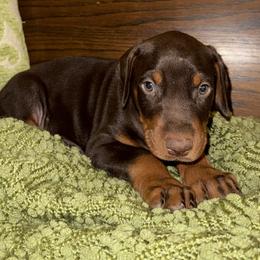 Sarge - Red and rust male Doberman Pinscher puppy in Boyd, Texas from Team Feem Breeders