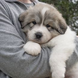 Great Pyrenees Puppies from Kings River Great Pyrenees