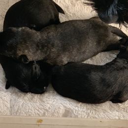 Scottish Terrier Puppies from Gulf Coast Scotties