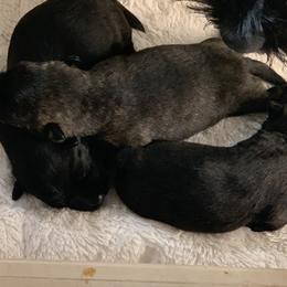 Scottish Terrier Puppies from Gulf Coast Scotties