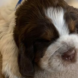 English Springer Spaniels from Tenn South Springer Spaniels