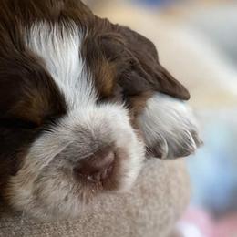 English Springer Spaniels from Tenn South Springer Spaniels
