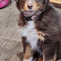 Australian Shepherd Puppies from Burdock Hill Australian Shepherds
