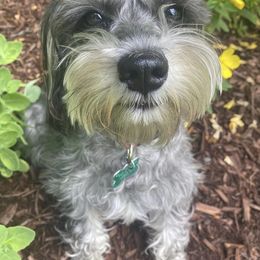 Miniature Schnauzers from Oksana miniature schnauzer