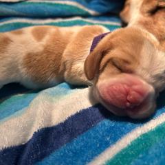 PURPLE boy Fozzie - Red and white male Basset Hound puppy in Saint Cloud, Florida from Mockingbird Hollow Bassets