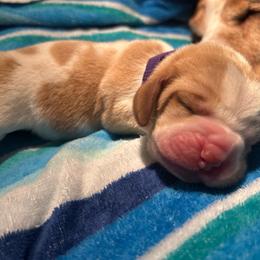 PURPLE boy Fozzie - Red and white male Basset Hound puppy in Saint Cloud, Florida from Mockingbird Hollow Bassets