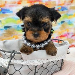 Mia - Blue and gold female Yorkshire Terrier puppy in Monticello, Iowa from Ashley’s Puppies