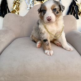 Australian Shepherd Puppies from Aussome Okie Aussies