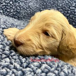 Goldendoodle and Poodle Puppies from SnickerDoodlePups