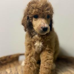 Aspen - Apricot female Poodle puppy in Grovetown, Georgia from PND Kennel