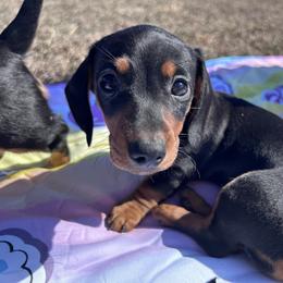 Dachshund puppies from Cheyenne's Dachshunds