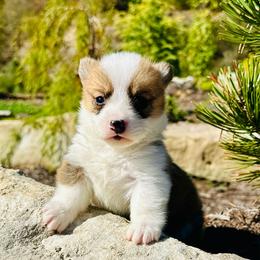 Franklin - Red male Pembroke Welsh Corgi puppy in Manchester, Kentucky from Riverside Corgis