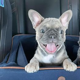 French Bulldogs from Texas Meskin Frenchies