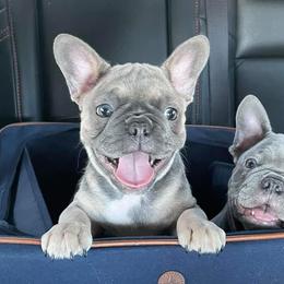 French Bulldogs from Texas Meskin Frenchies