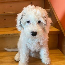 Buckeye - Parti male Goldendoodle puppy in Eaton, Ohio from Dezi’s Sonshine Doodles
