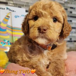 Thing 2- Dr Suess litter - Caramel cream female Labradoodle puppy in Phelan, California from Family Doodles