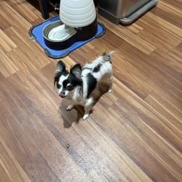 Blair - Chihuahua