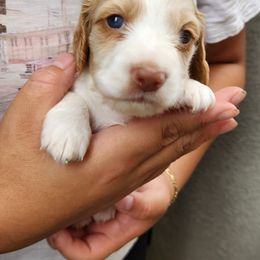 Monty - Piebald male Dachshund puppy in Artesia, California from Woodie Weens