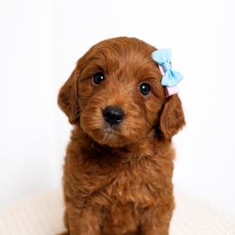 Myla - Red  female Goldendoodle puppy in Amery, Wisconsin from Cornerstone Retrievers