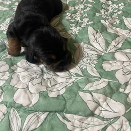 Sugar - Black brown and white female Basset Hound puppy in Daleville, Alabama from Home Grown Basset Hounds of Alabama